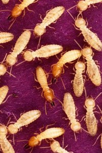 Definition of Chemical Pest Control