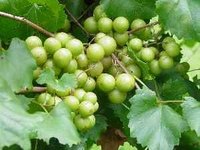 Grow Scuppernong