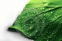 Plants require water in order to survive.