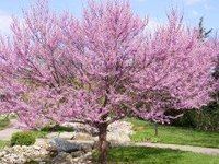 When to Trim Trees