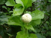 Jasmine plant