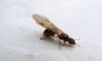 How to Treat Your Home for Subterranean Termite Infestation