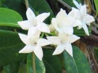 Grow Stephanotis From Seeds