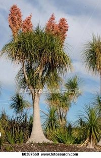 Make Palm Tree Fertilizer