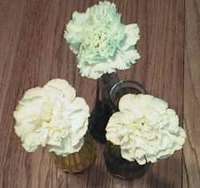How Do Cut Flowers Drink Water?