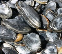 Soft shell clams or steamers