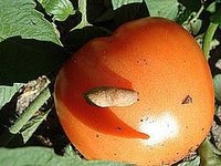 slug on tomato