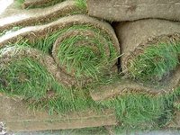 How Is Sod Made?