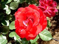 Facts About Red Roses