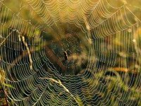 Identify Spiders by Their Webs