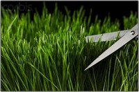 Make Wheatgrass Grow Faster