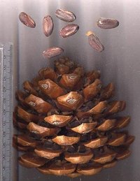 How do Pine Nuts Grow?