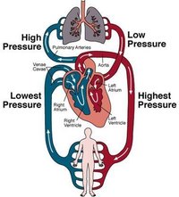 How Does the Human Circulatory System Work? | eHow