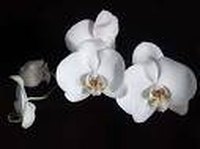 What Are White Orchids?