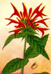 What Is Bergamot Used For?