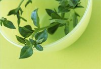 What Is Thyme?