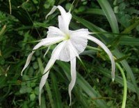 Facts on the Spider Lily
