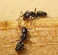 Invading ants