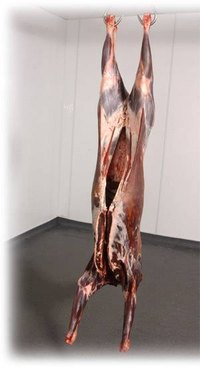 Deer Carcass