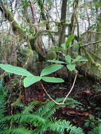 Why Is Chlorophyll Important to Plants?