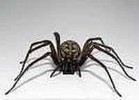 Kill Bugs With Soap Solution