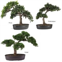 Bonsai Examples