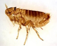 Get Rid of Fleas Indoors