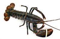 Ship Live Lobsters