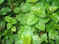 Is Peppermint Oil Good for Skin Care?