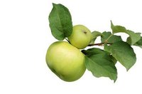 Facts About Grany Smith Apple Trees