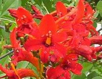Information on Fire King Crocosmia