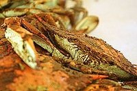 Steamed crabs are so delicious and very easy to cook