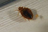 How to kill Bedbugs in your home can be quite hard.