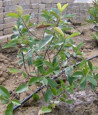 Connect a Drip Irrigation Line to a Sprinkler System
