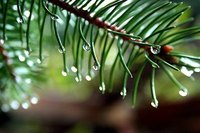 Get Tree Sap out of Jeans