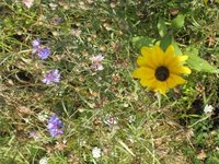 What Happens When You Overwater a Plant?
