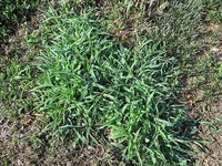 Weed control for Crab Grass can be done with Vinegar