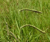 Get Rid of Dallis Grass
