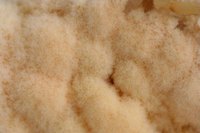 Detect Mold in an Apartment