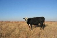 Raise Organic Beef for Profit