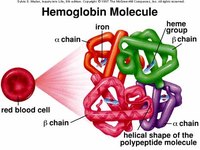 Hemoglobin: a chain of four protein molecules.