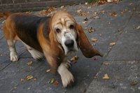 Get a Hound Dog to Stop Barking