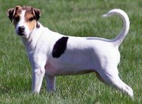Danish Chicken Dog