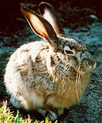 Raise Jackrabbits