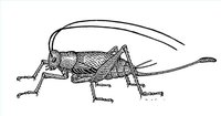 Cricket