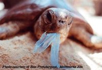Disadvantages of Plastic Bags