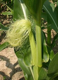 Benefits of Cornsilk