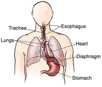 What Are the Treatments for Erosive Esophagitis?
