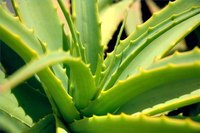What Is Aloe Latex?