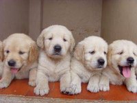 Raise a Litter of Puppies in a Cold Climate